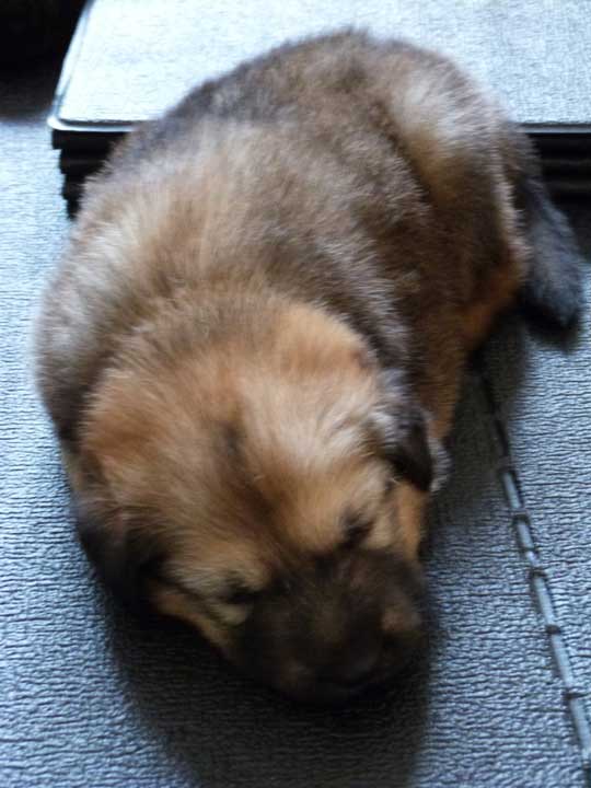 chinook dog
